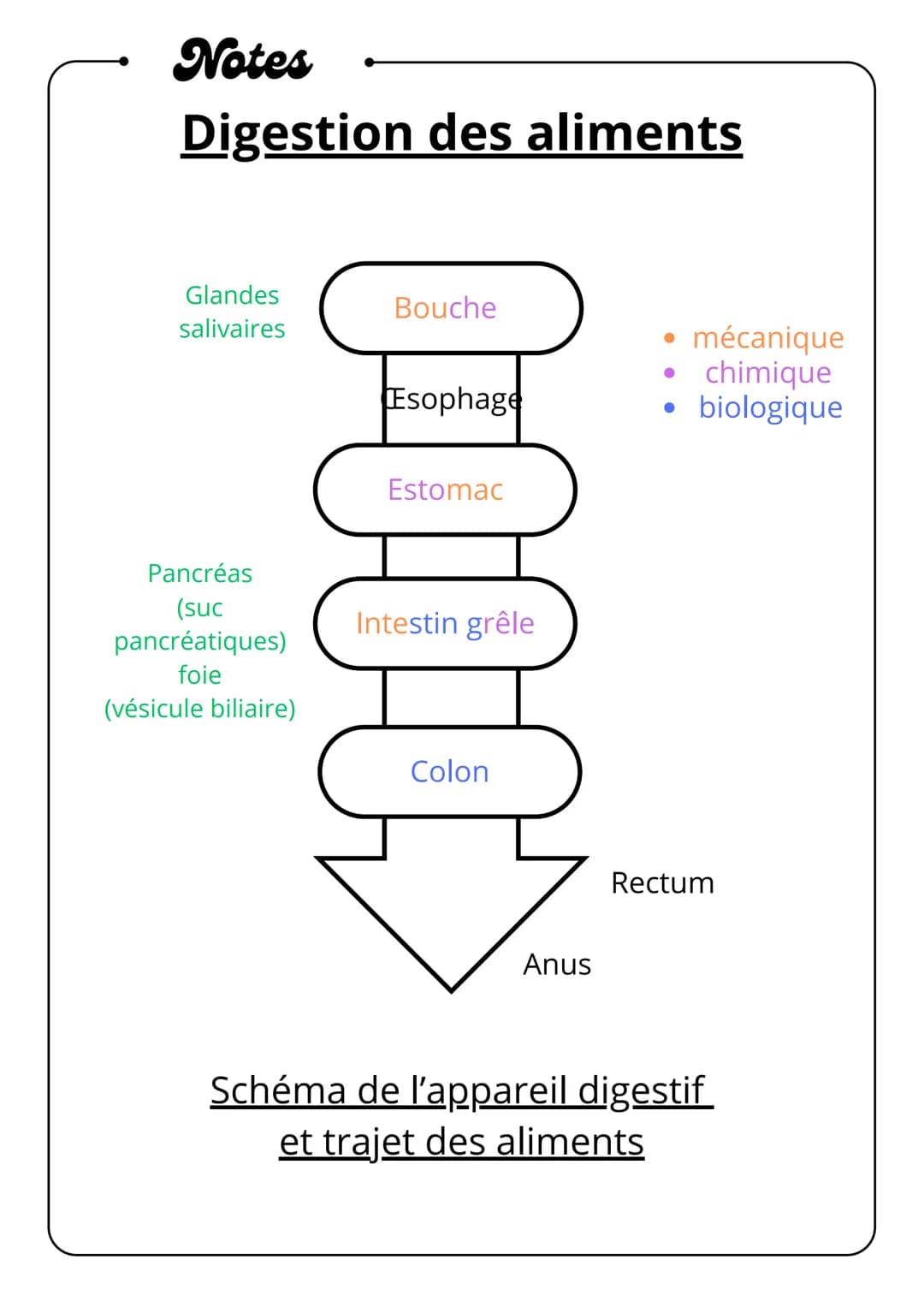 Notes
Digestion des aliments
Glandes
salivaires
Bouche
mécanique
•
⚫ chimique
Esophage
•
biologique
Pancréas
Estomac
(suc
pancréatiques)
Int