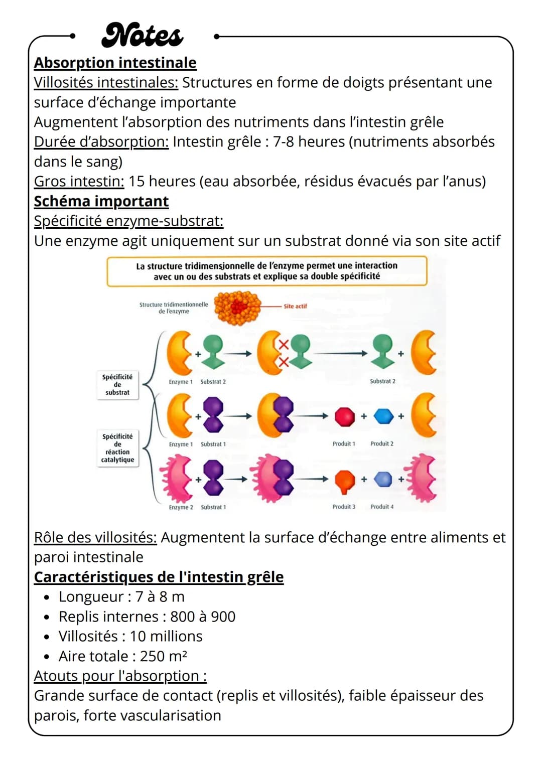 Notes
Digestion des aliments
Glandes
salivaires
Bouche
mécanique
•
⚫ chimique
Esophage
•
biologique
Pancréas
Estomac
(suc
pancréatiques)
Int