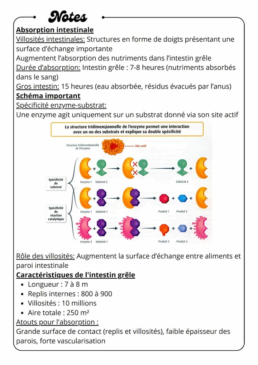 Notes
Digestion des aliments
Glandes
salivaires
Bouche
mécanique
•
⚫ chimique
Esophage
•
biologique
Pancréas
Estomac
(suc
pancréatiques)
Int
