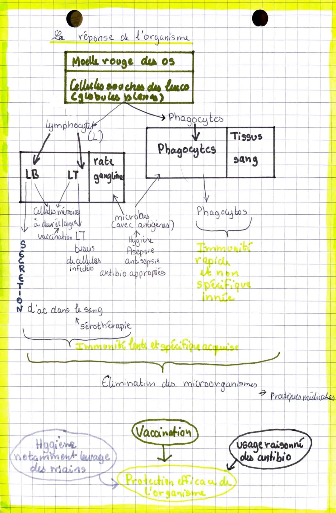 # Sciencesvir dela
TERRE

Certains LT et LB se stransforment en cellules mémoires
à durée longue.

Lors deuxième contact avec le même antigè