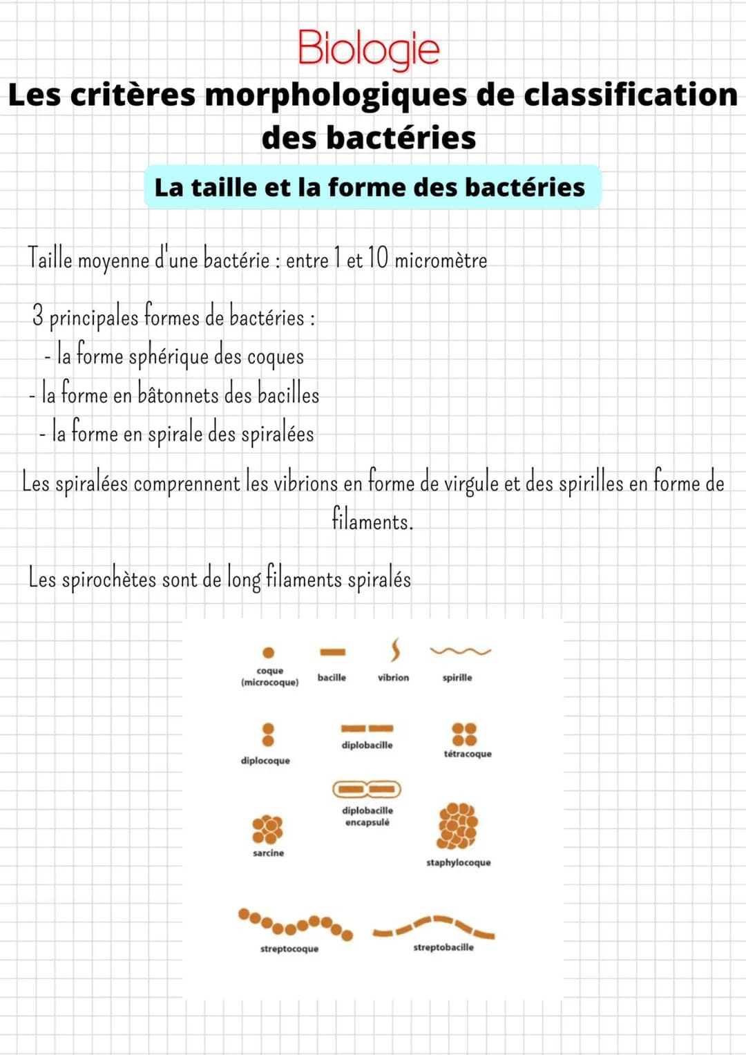 Biologie
Les critères morphologiques de classification
des bactéries
La taille et la forme des bactéries
Taille moyenne d'une bactérie : ent