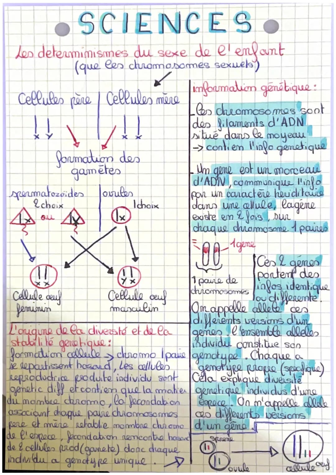 SCIENCES
Les determinismes du sexe de l'enfant.
(que les chromosomes sexuels)
Cellules père / Cellules mère
ĮĮ
↓↓↓↓
X
Į
formation des
gamète
