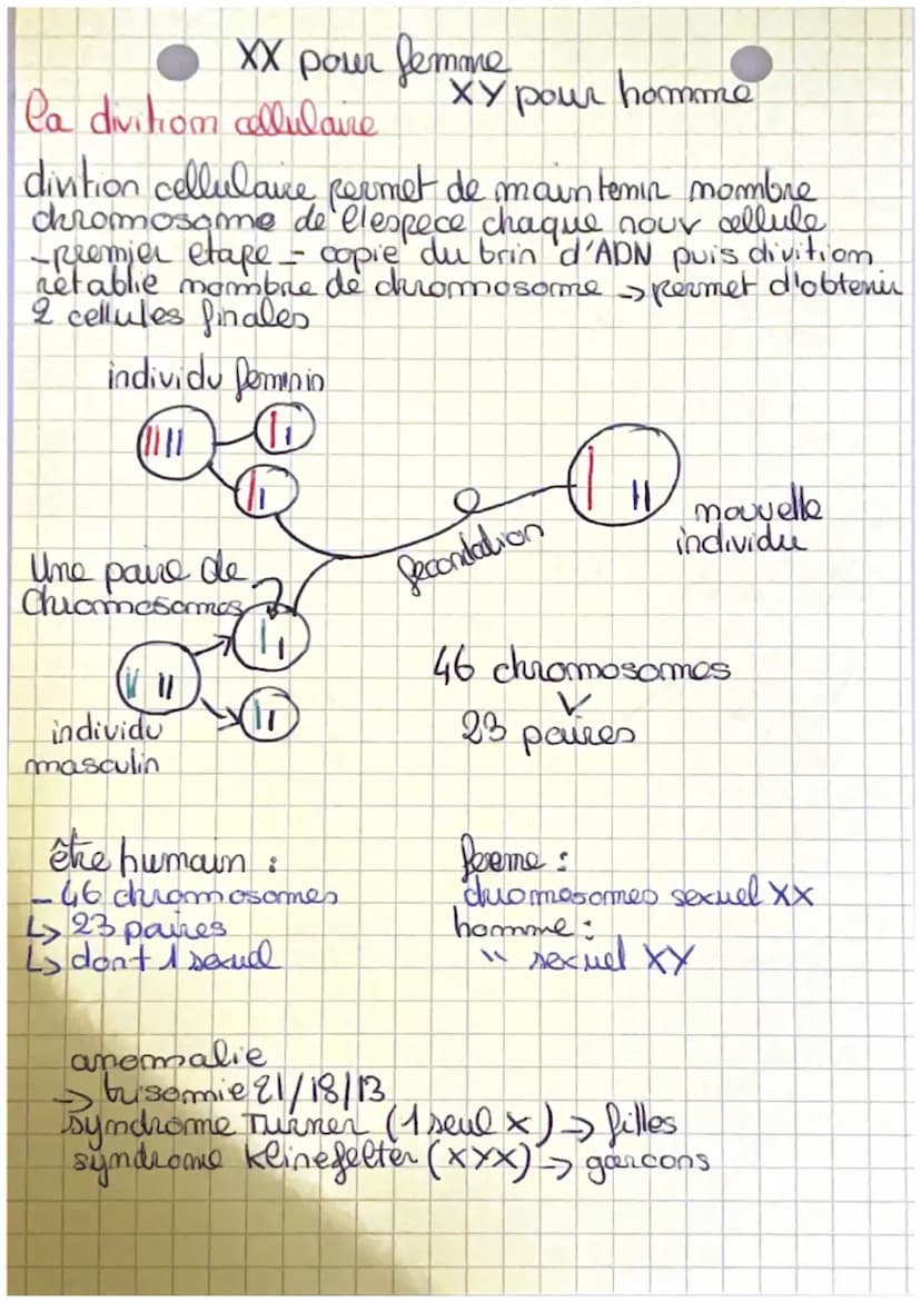 SCIENCES
Les determinismes du sexe de l'enfant.
(que les chromosomes sexuels)
Cellules père / Cellules mère
ĮĮ
↓↓↓↓
X
Į
formation des
gamète