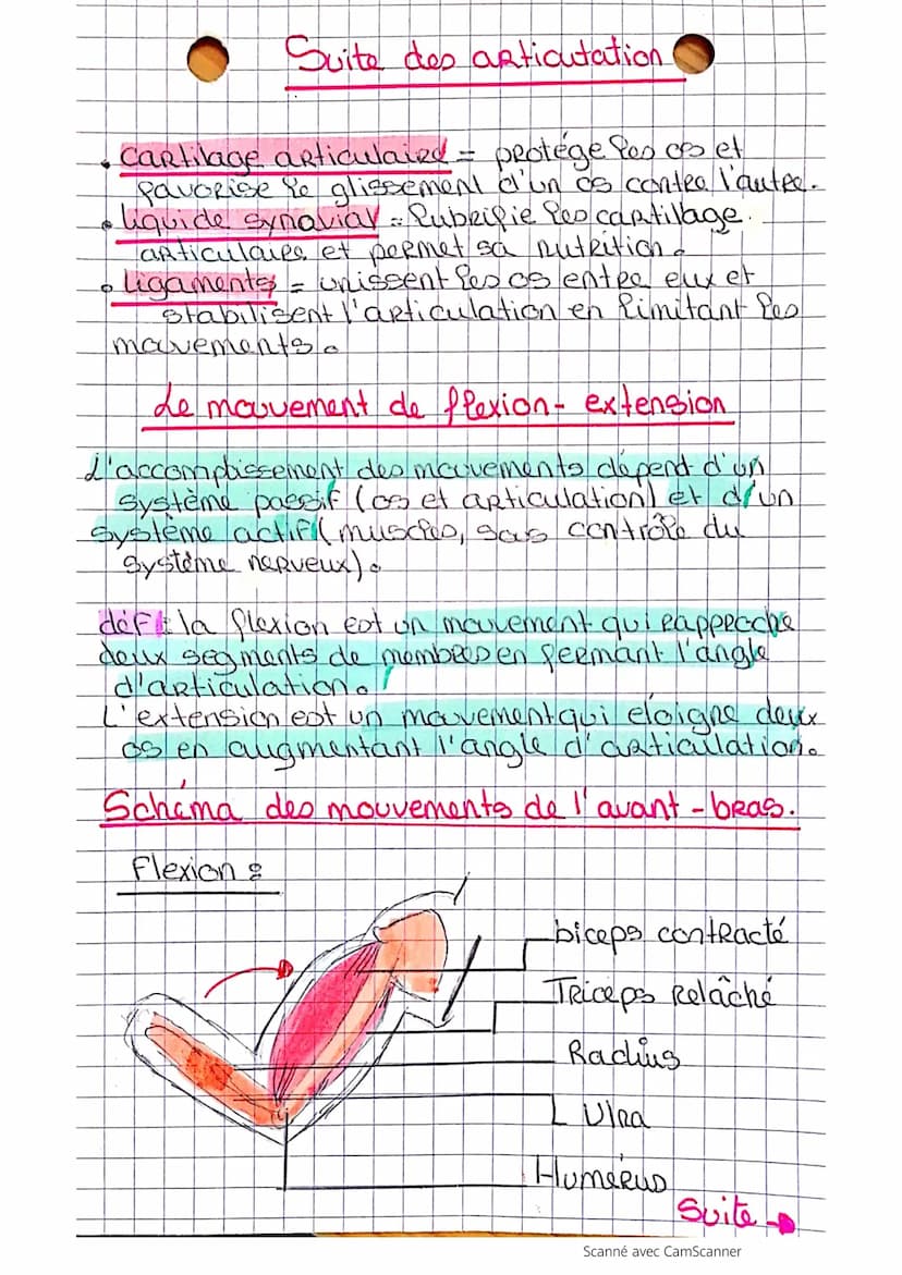 Le système articulaire
qui
defis une articulation est une zone de contact
permet de relier les os les uns avec les autres
Il existe tras typ
