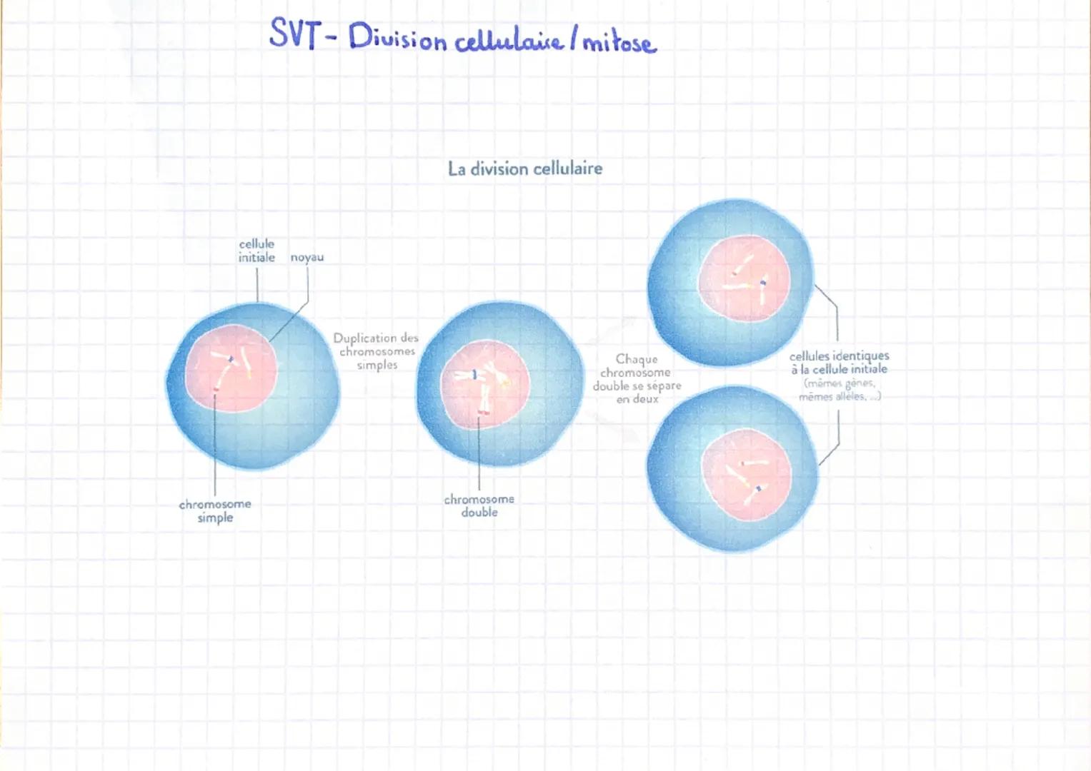 SVT-Division cellulaire / mitose
cellule
initiale
chromosome
simple
noyau
Duplication des
chromosomes
simples
La division cellulaire
chromos