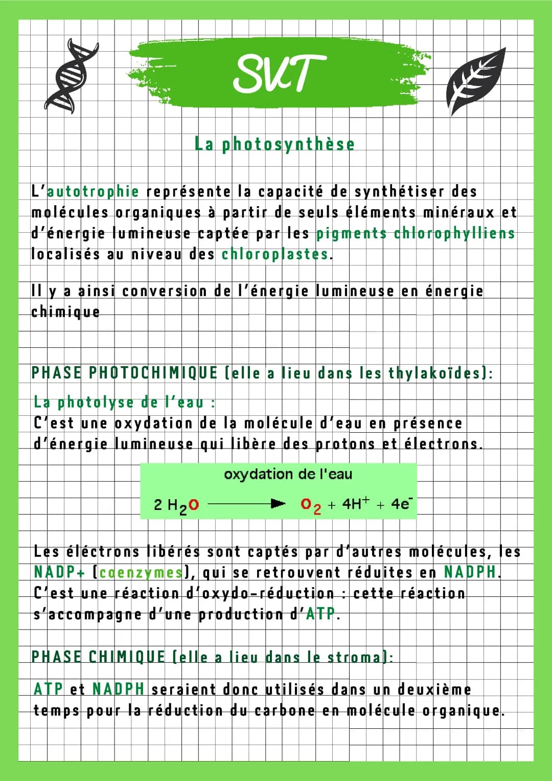 La photosynthèse