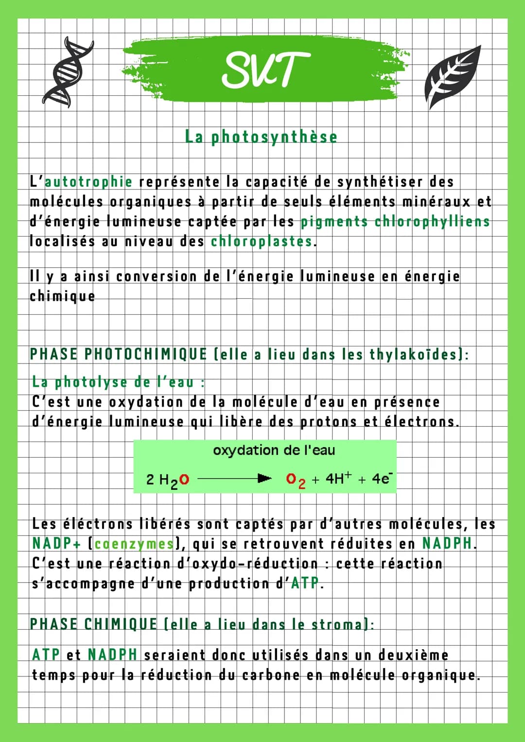 DIDI
SKT
La photosynthèse
L'autotrophie représente la capacité de synthétiser des
molécules organiques à partir de seuls éléments minéraux e