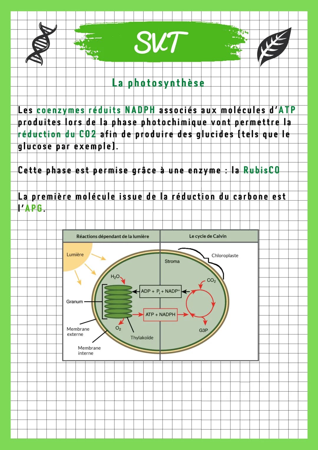 DIDI
SKT
La photosynthèse
L'autotrophie représente la capacité de synthétiser des
molécules organiques à partir de seuls éléments minéraux e
