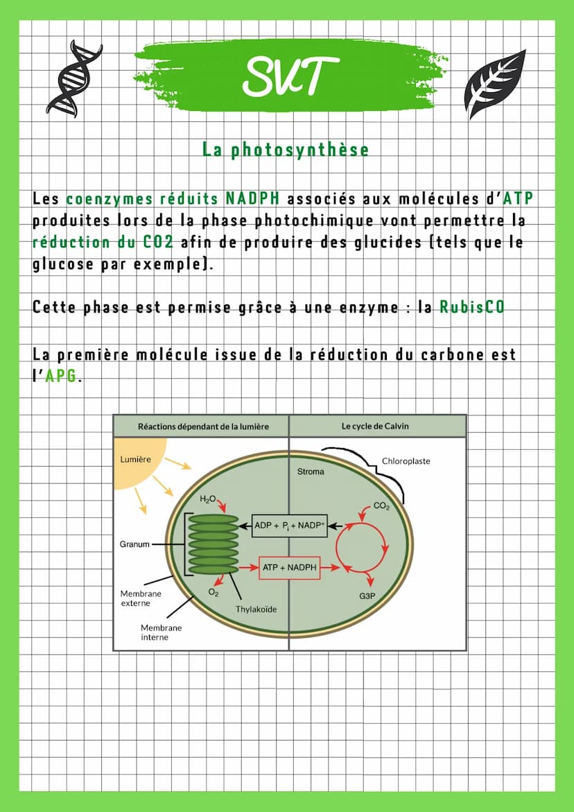 DIDI
SKT
La photosynthèse
L'autotrophie représente la capacité de synthétiser des
molécules organiques à partir de seuls éléments minéraux e