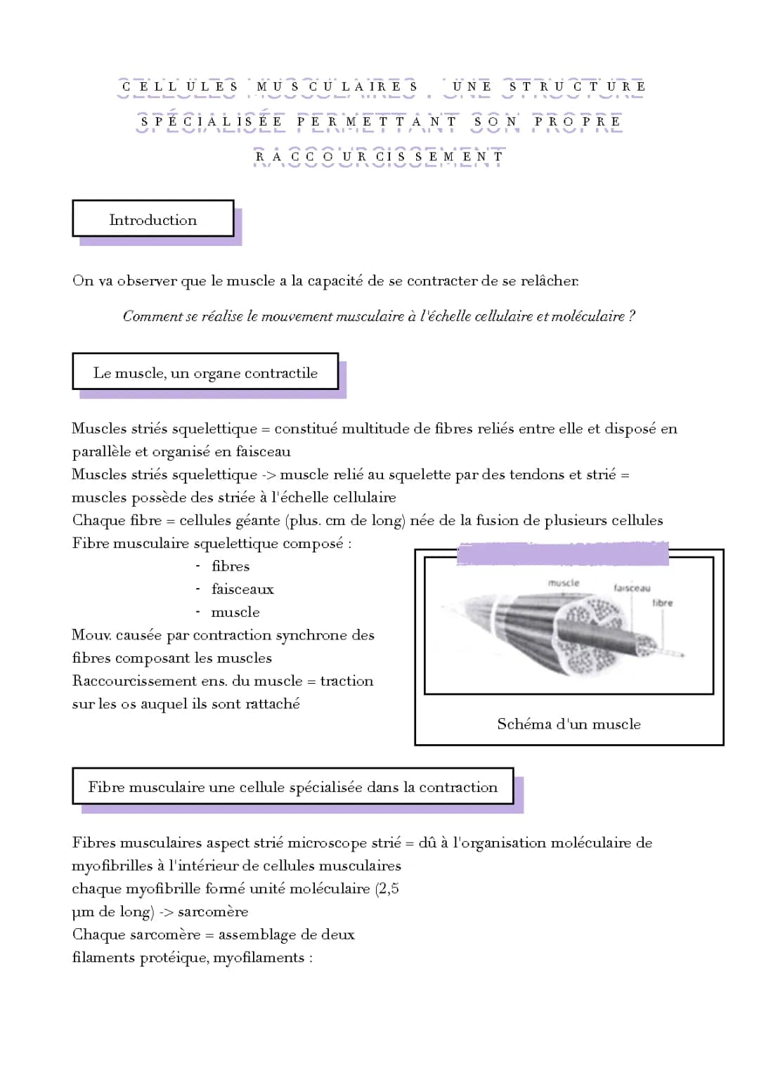Les étapes de la contraction musculaire : Schéma et exercices corrigés