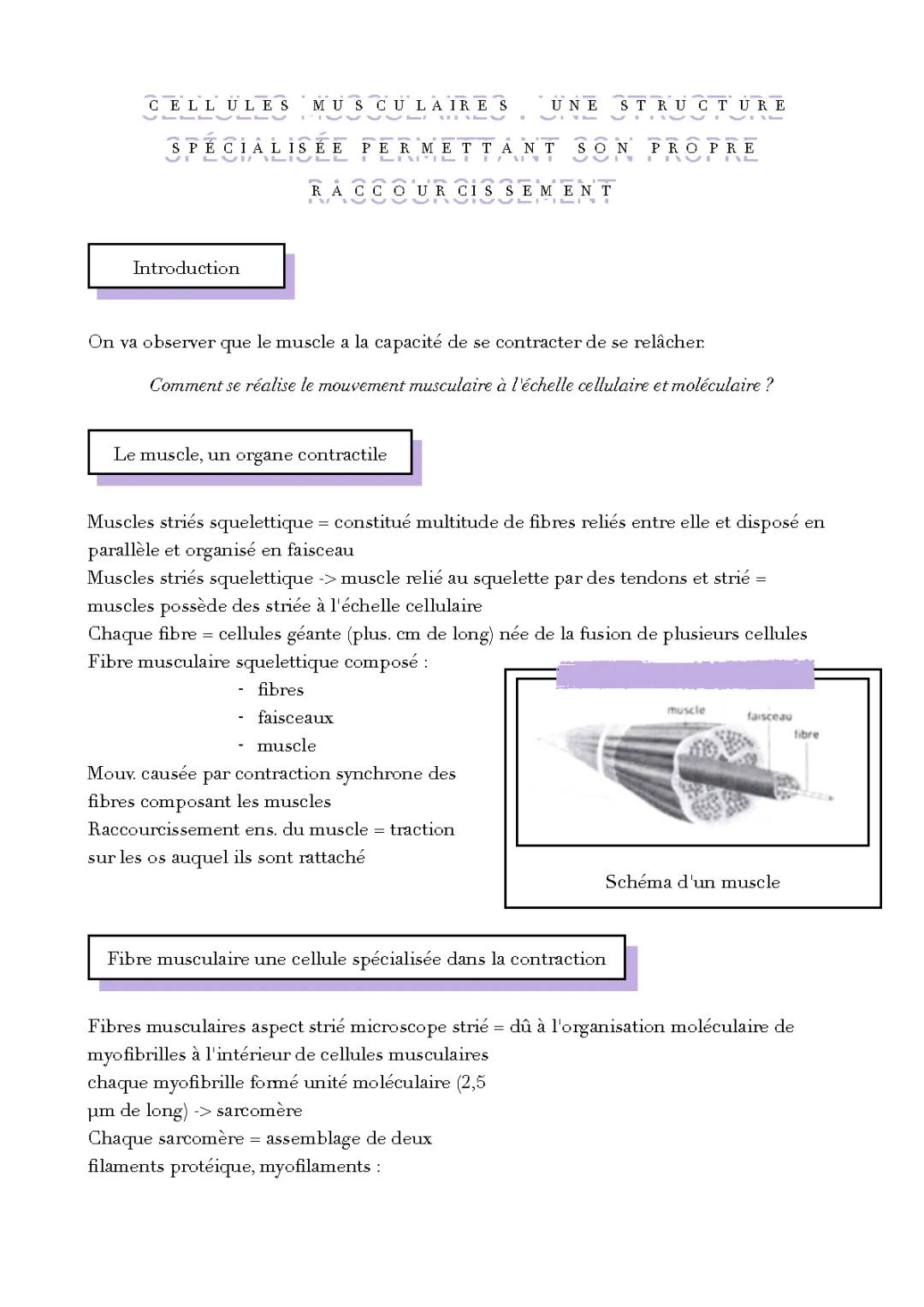 Les étapes de la contraction musculaire : Schéma et exercices corrigés