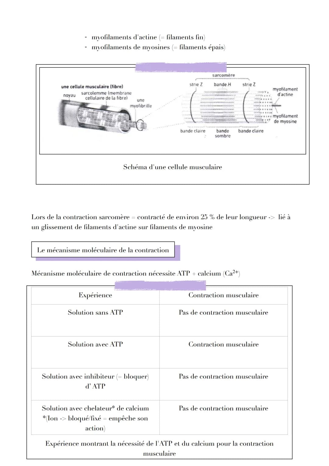 UNE STRUCTURE
SPÉCIALISÉE PERMETTANT SON PROPRE
VIT
TAVE TAL
CELLULES MUSCULAIRES
VI
LUI ILIULL
Introduction
LINTILI IZMENI
RACCOUR CISSEMEN