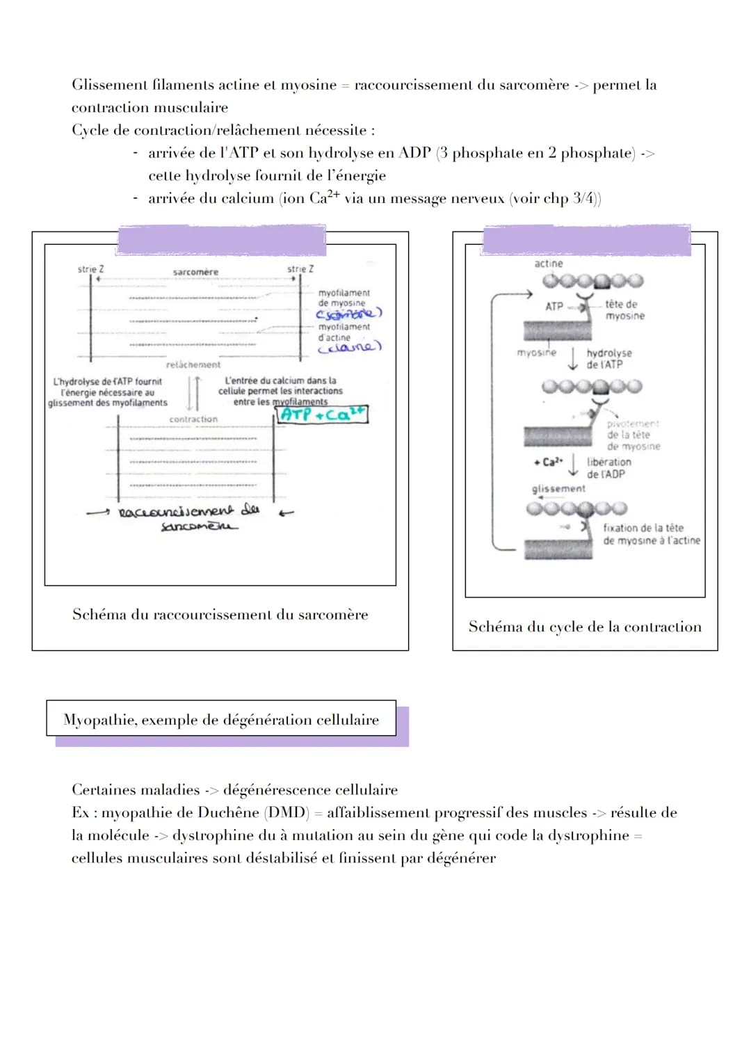 UNE STRUCTURE
SPÉCIALISÉE PERMETTANT SON PROPRE
VIT
TAVE TAL
CELLULES MUSCULAIRES
VI
LUI ILIULL
Introduction
LINTILI IZMENI
RACCOUR CISSEMEN