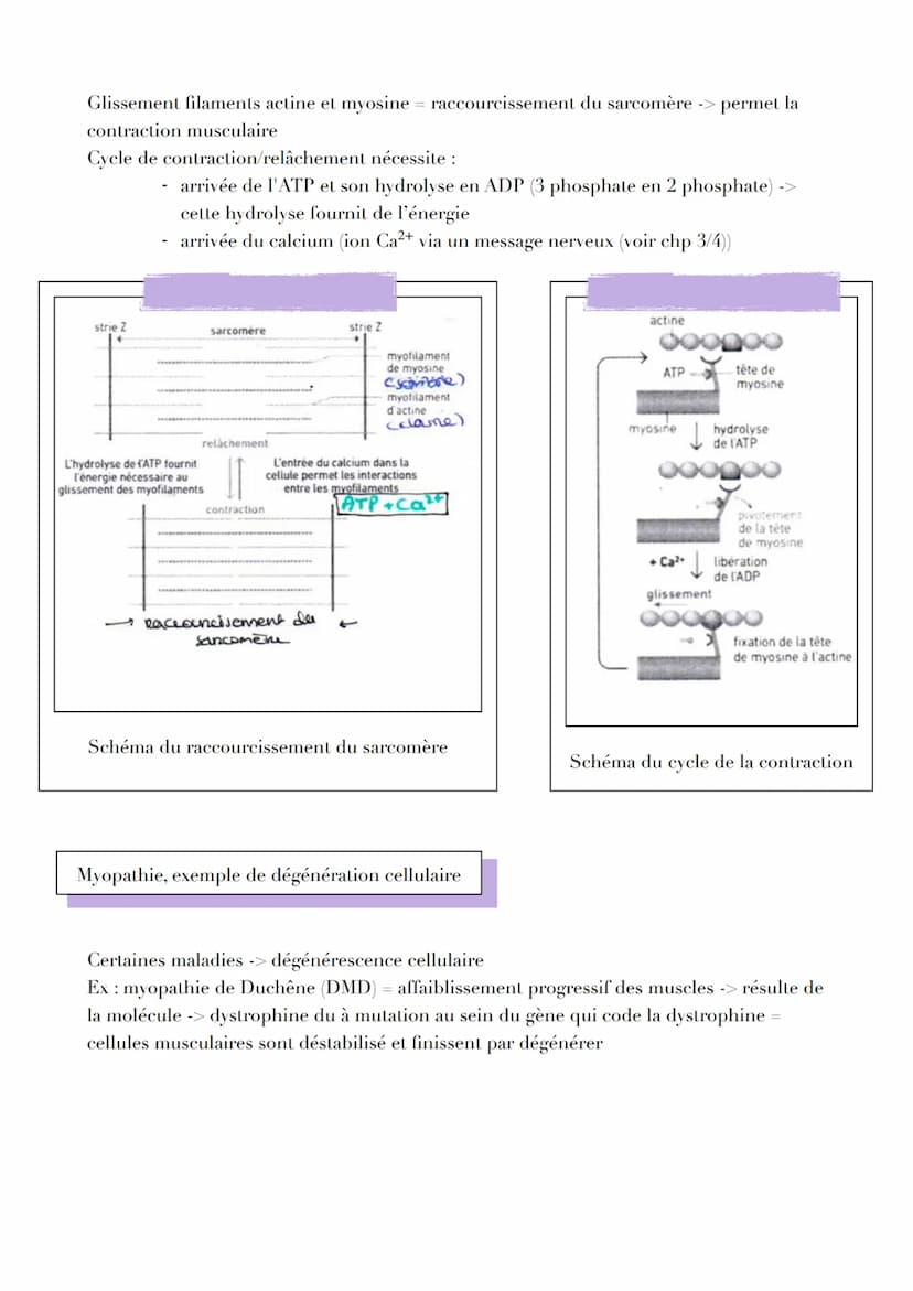 UNE STRUCTURE
SPÉCIALISÉE PERMETTANT SON PROPRE
VIT
TAVE TAL
CELLULES MUSCULAIRES
VI
LUI ILIULL
Introduction
LINTILI IZMENI
RACCOUR CISSEMEN
