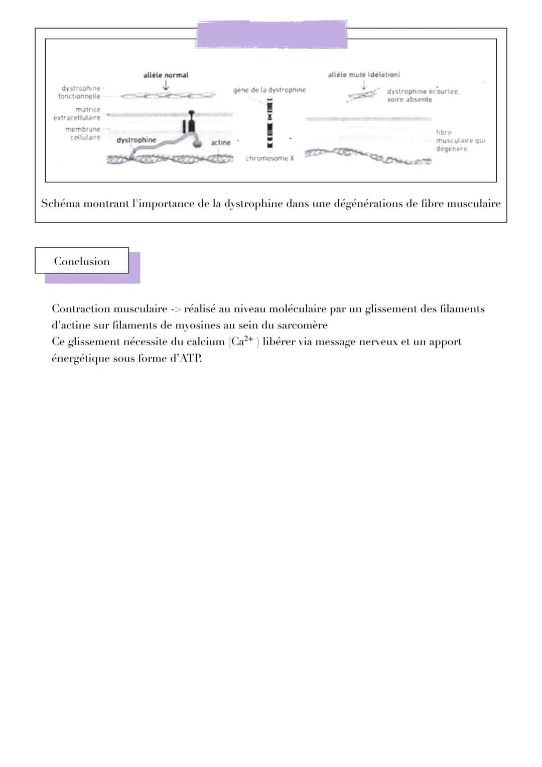 UNE STRUCTURE
SPÉCIALISÉE PERMETTANT SON PROPRE
VIT
TAVE TAL
CELLULES MUSCULAIRES
VI
LUI ILIULL
Introduction
LINTILI IZMENI
RACCOUR CISSEMEN