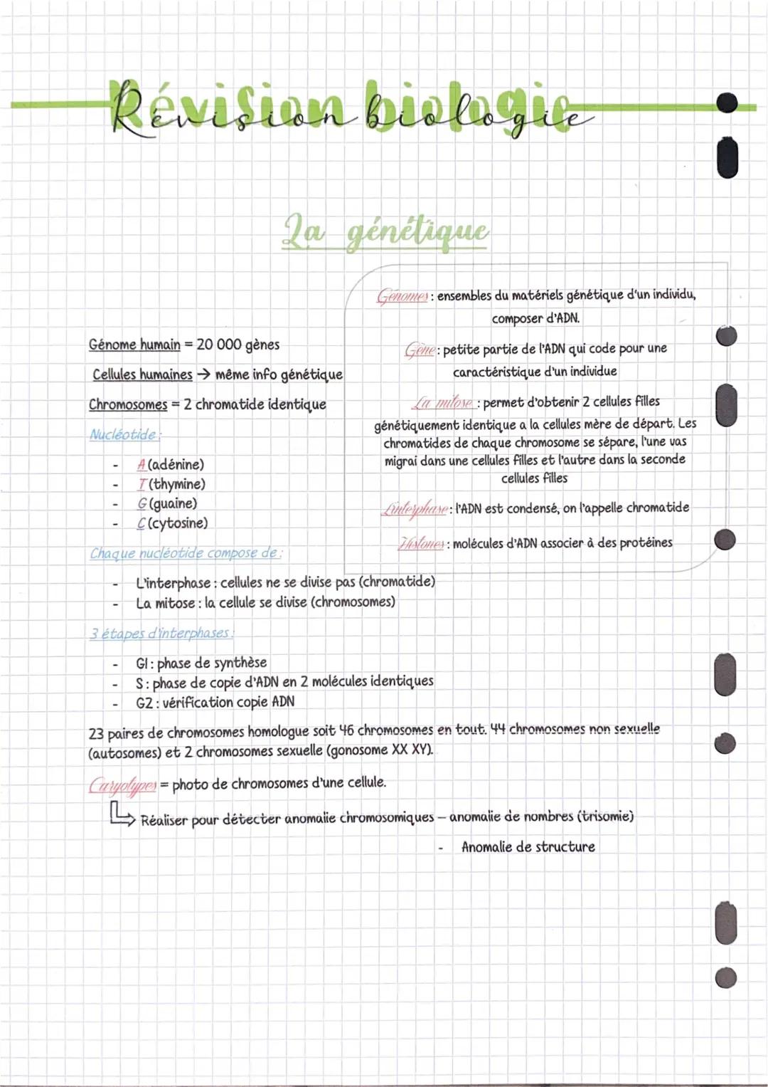 Tout sur l'ADN et la Mitose: Schémas, Phases, et Anomalies Chromosomiques