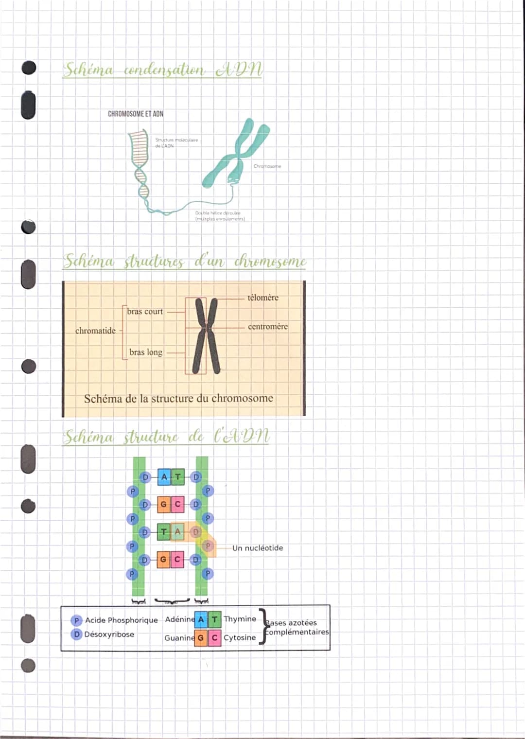 Révision biologie
La génétique
Génome humain = 20 000 gènes
Cellules humaines → même info génétique
Chromosomes 2 chromatide identique
Nucle