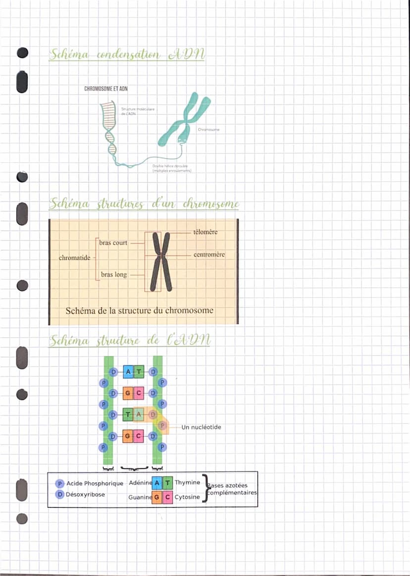Révision biologie
La génétique
Génome humain = 20 000 gènes
Cellules humaines → même info génétique
Chromosomes 2 chromatide identique
Nucle