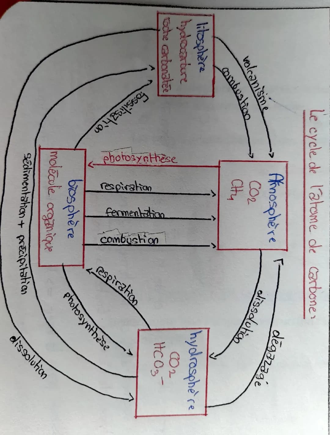 Cycle du carbone enseignement scientifique bio