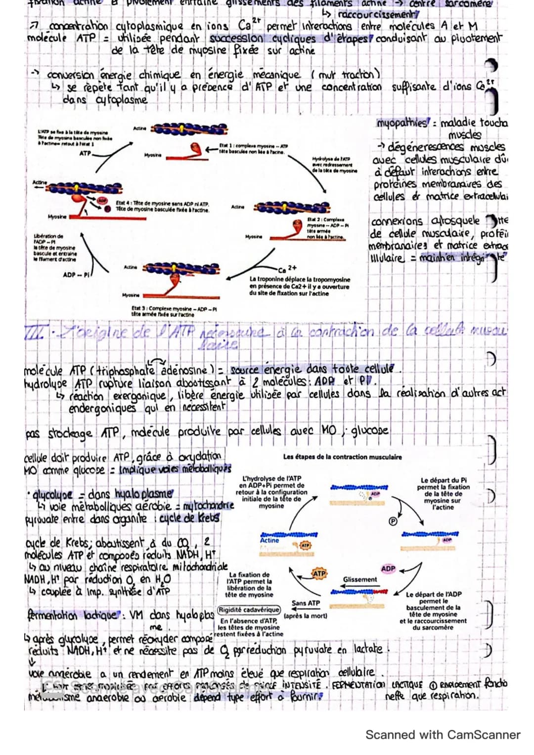 Le fonctionnement d'une cellule musculaire // CHAP 9
-> Quels mécanismes permettent la contraction des cellules musculaires ?
- Comment les 