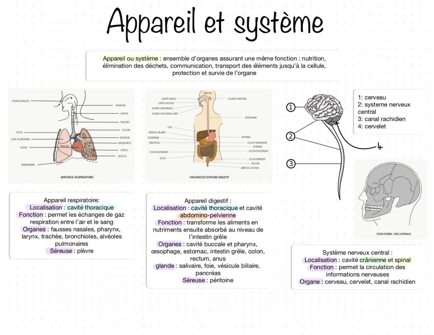 Cavité crânienne Cavité thoracique
Coeur
Poumon
Organes Encéphale
cerveau
cervelé
bulbe encéphale
Cavité crânienne:
- Former de 8 os soudé
-