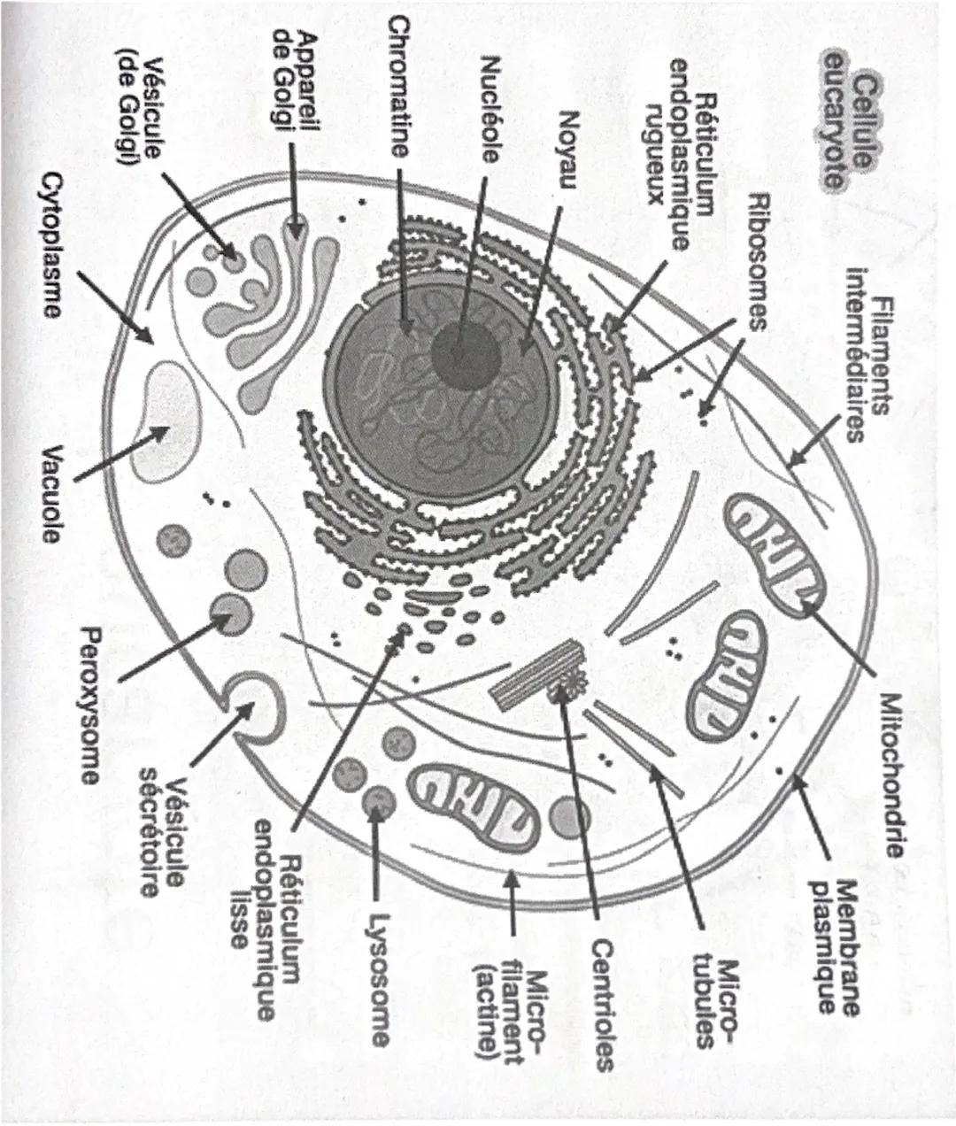 Cellule
Filaments
intermédiaires
eucaryote
Ribosomes
Réticulum
endoplasmique
rugueux
Noyau
Nucléole
Chromatine
Appareil
de Golgi
Vésicule
(d