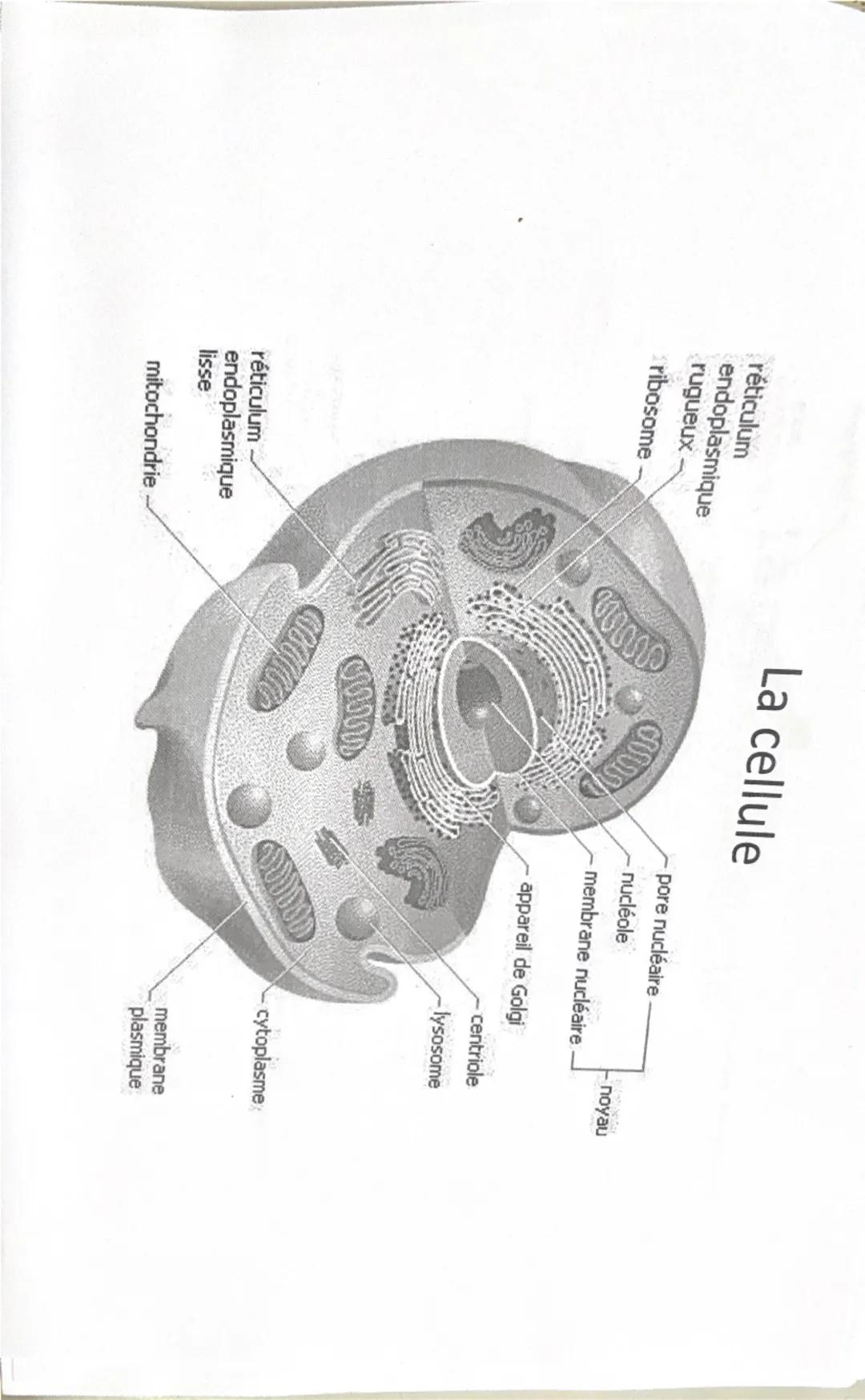 Cellule
Filaments
intermédiaires
eucaryote
Ribosomes
Réticulum
endoplasmique
rugueux
Noyau
Nucléole
Chromatine
Appareil
de Golgi
Vésicule
(d