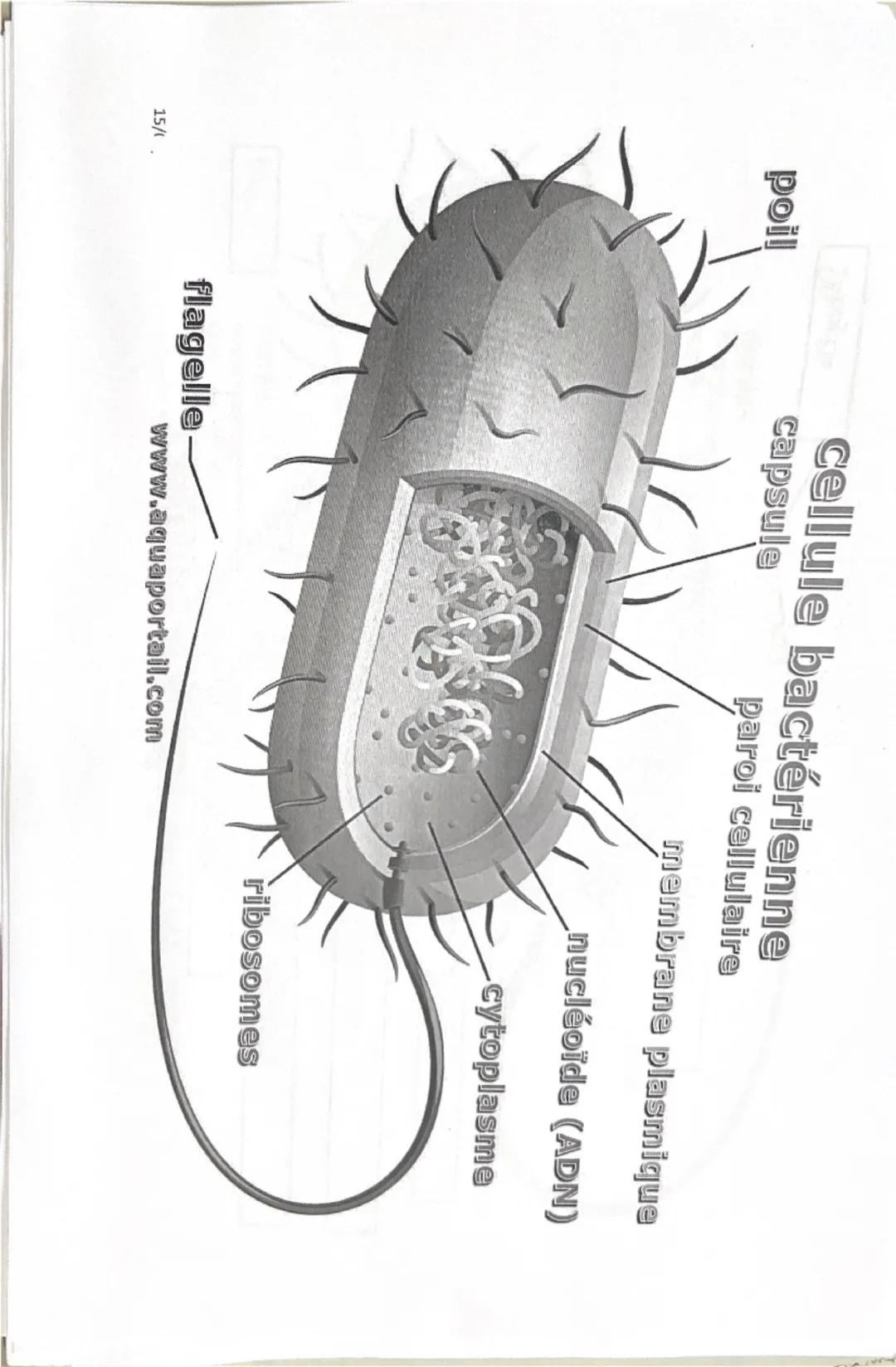 Cellule
Filaments
intermédiaires
eucaryote
Ribosomes
Réticulum
endoplasmique
rugueux
Noyau
Nucléole
Chromatine
Appareil
de Golgi
Vésicule
(d