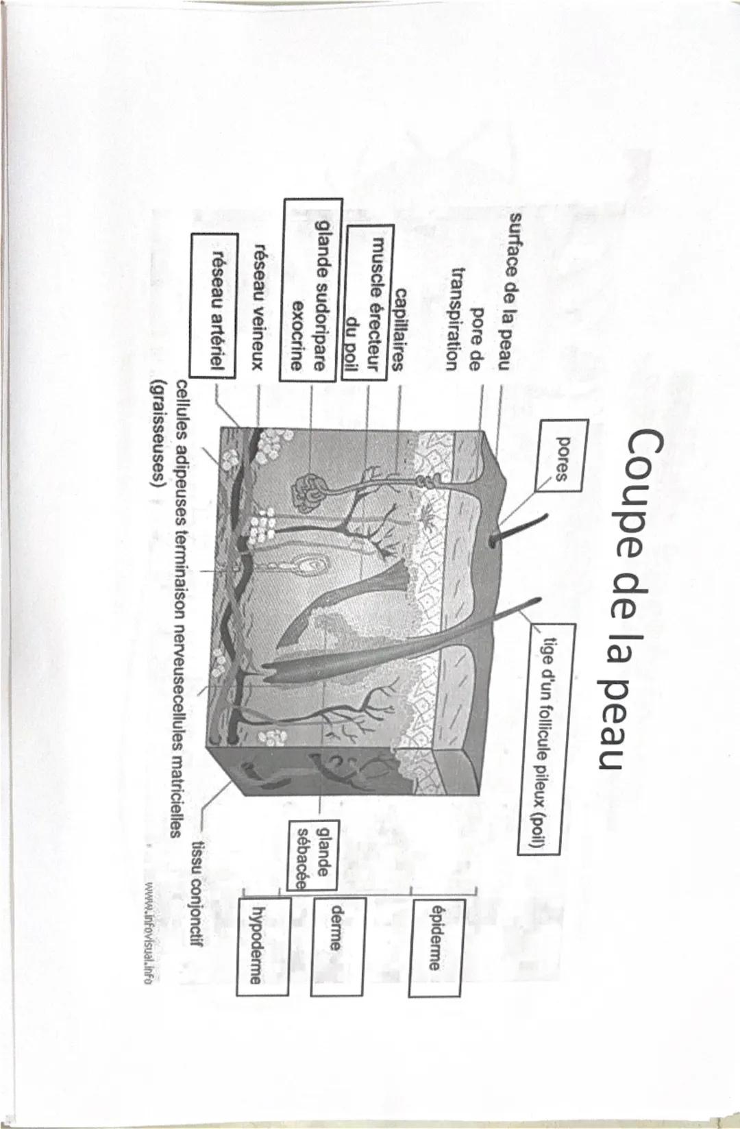 Cellule
Filaments
intermédiaires
eucaryote
Ribosomes
Réticulum
endoplasmique
rugueux
Noyau
Nucléole
Chromatine
Appareil
de Golgi
Vésicule
(d