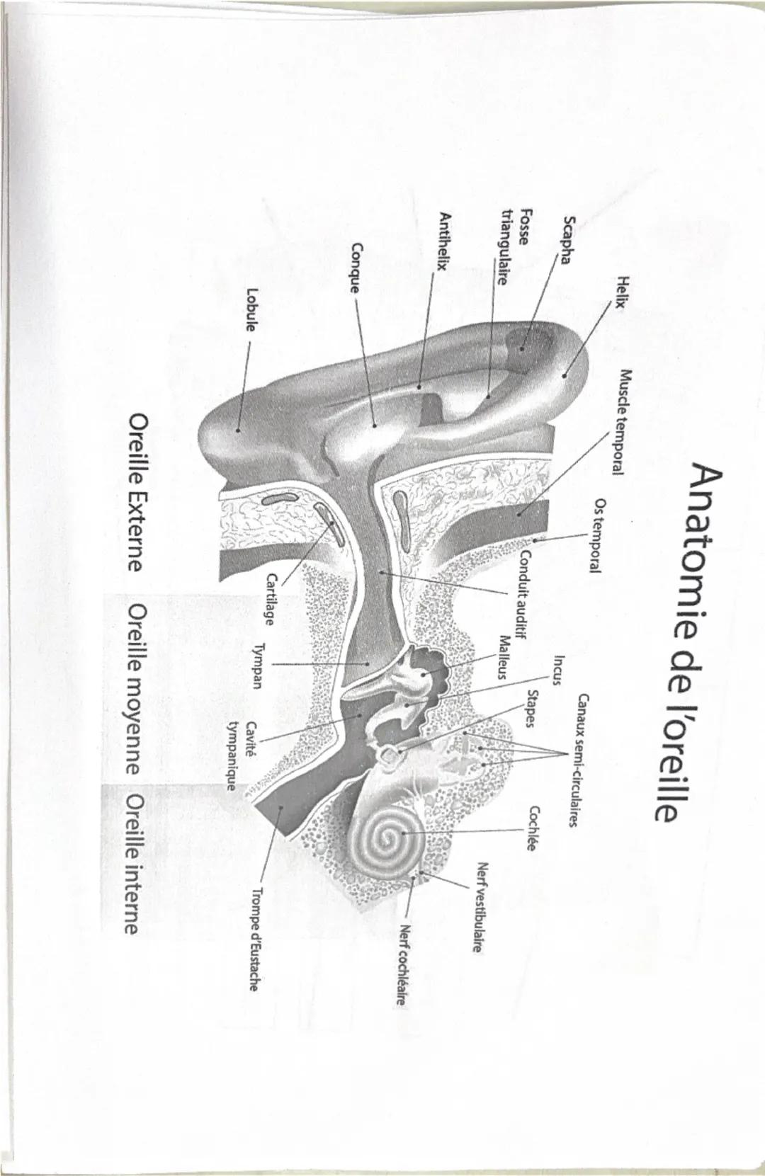 Cellule
Filaments
intermédiaires
eucaryote
Ribosomes
Réticulum
endoplasmique
rugueux
Noyau
Nucléole
Chromatine
Appareil
de Golgi
Vésicule
(d