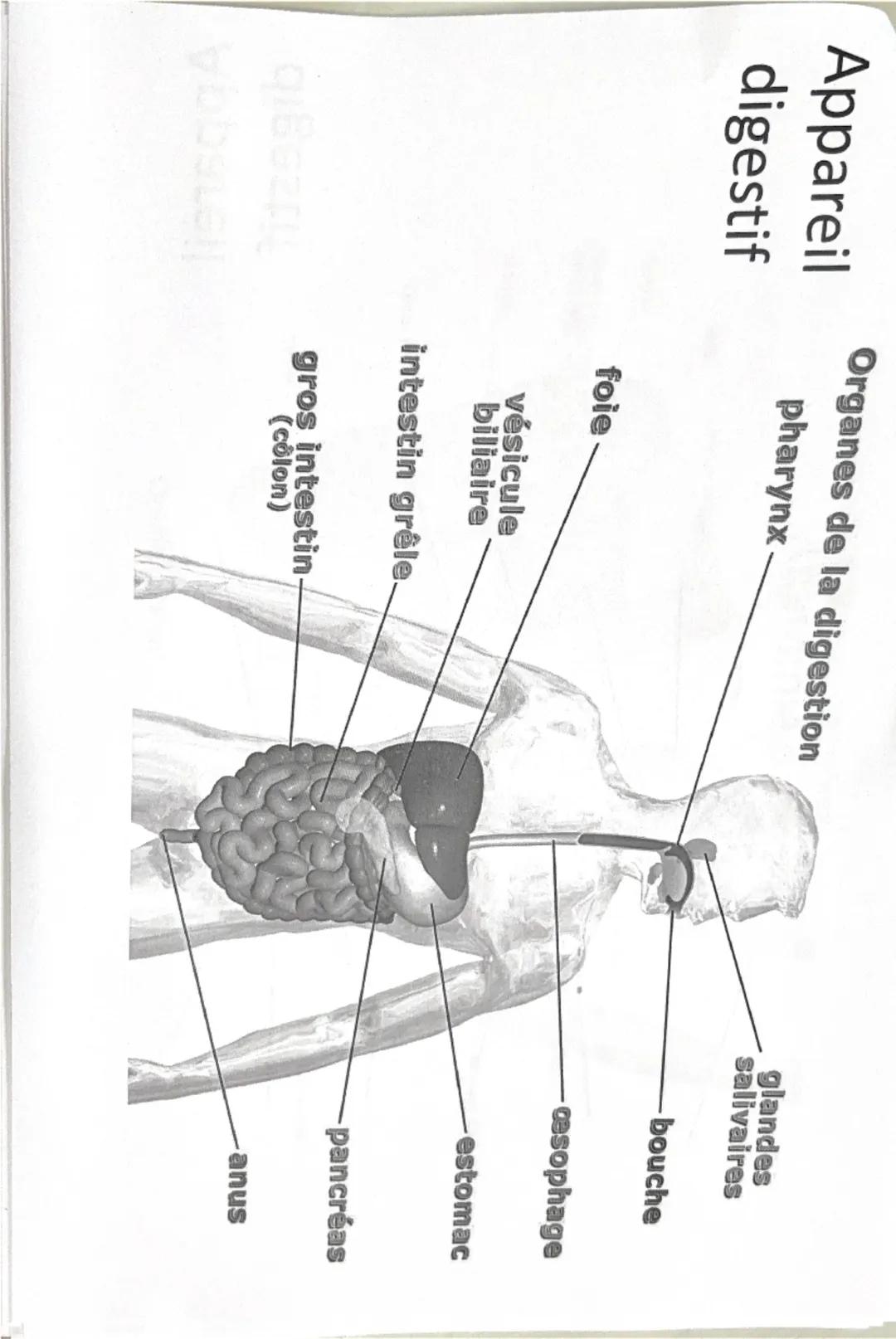 Cellule
Filaments
intermédiaires
eucaryote
Ribosomes
Réticulum
endoplasmique
rugueux
Noyau
Nucléole
Chromatine
Appareil
de Golgi
Vésicule
(d