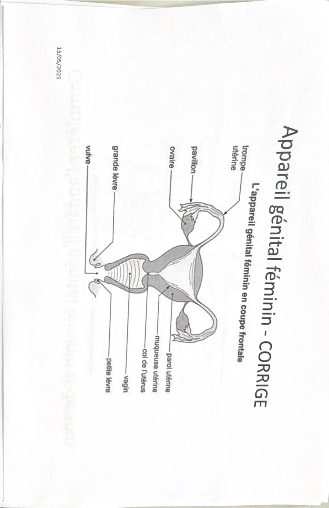 Cellule
Filaments
intermédiaires
eucaryote
Ribosomes
Réticulum
endoplasmique
rugueux
Noyau
Nucléole
Chromatine
Appareil
de Golgi
Vésicule
(d