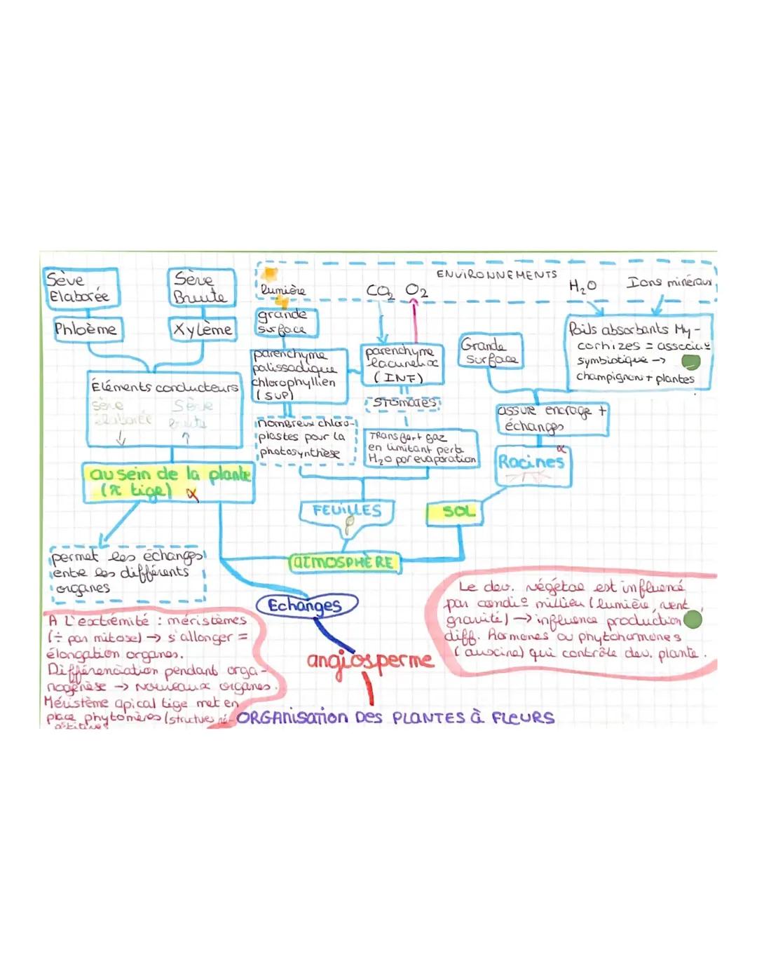 Organisation des plantes à fleurs 