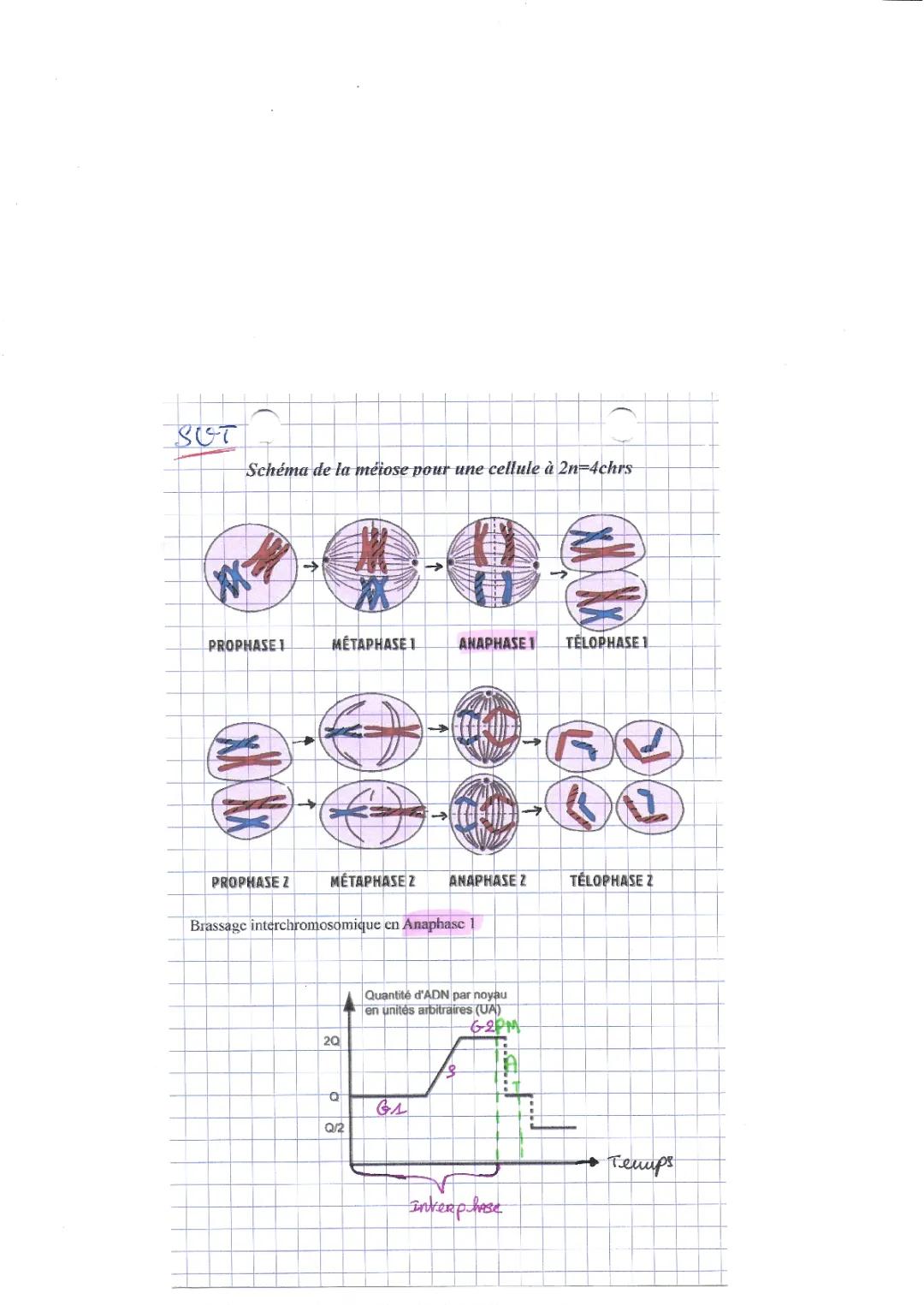 Découvre les Schémas de la Méiose et Mitose Faciles