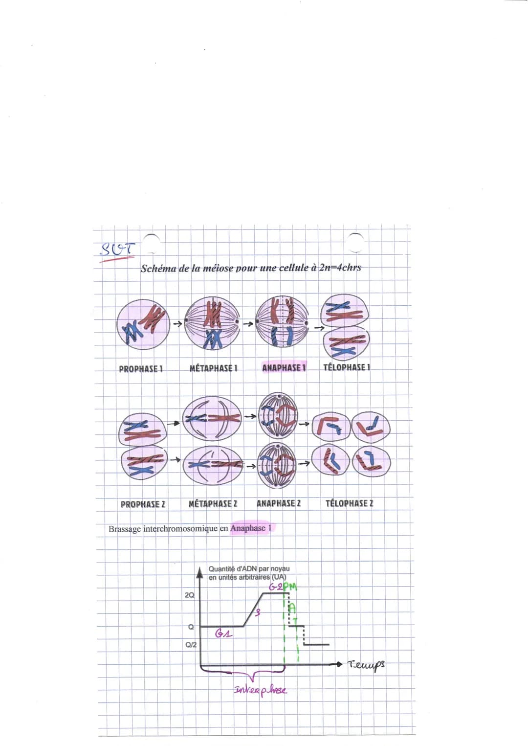 SUT
M
Schéma de la méiose pour une cellule à 2n=4chrs
PROPHASE 1
ando
METAPHASE 1
PROPHASE Z MÉTAPHASE Z
2Q
Brassage interchromosomique en A