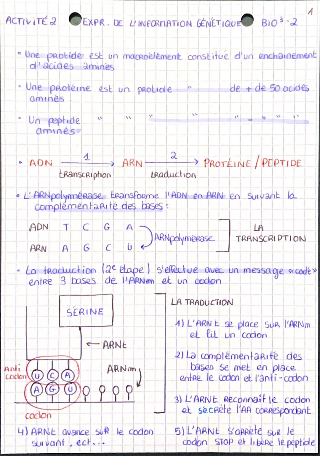 ACTIVITÉ 2 EXPR. DE L'INFORMATION GÉNÉTIQUE B103-2

• Une protide est un macroélément constitue d'un enchainement
d'acides amines

• Une pro
