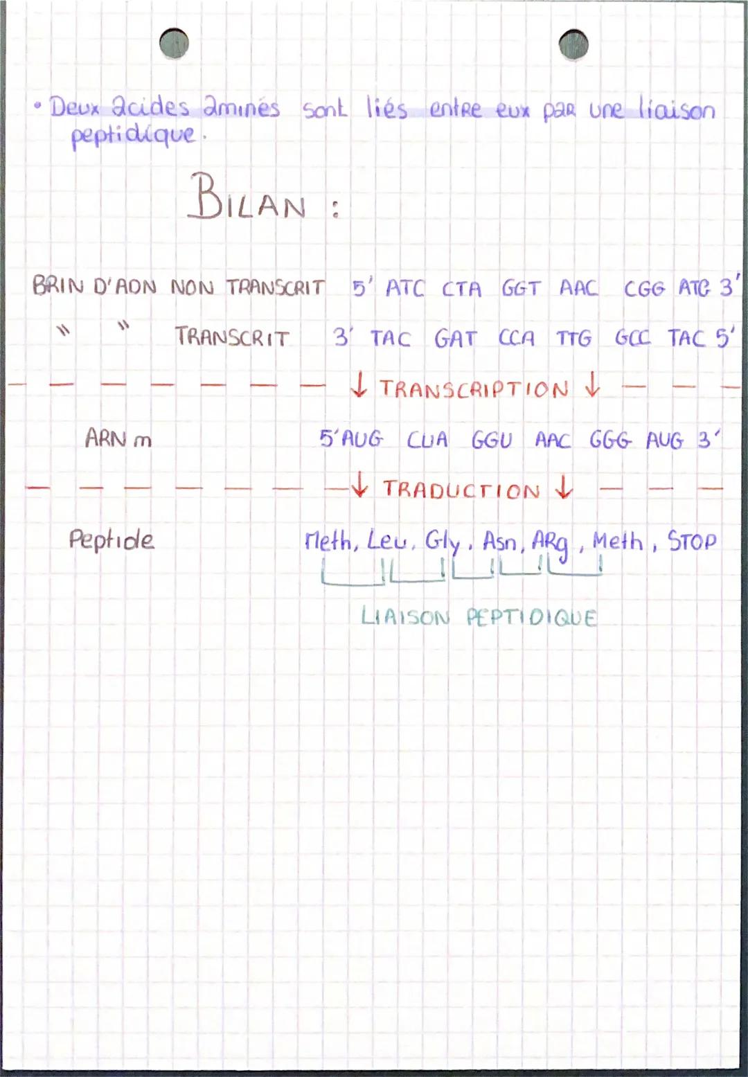 ACTIVITÉ 2 EXPR. DE L'INFORMATION GÉNÉTIQUE B103-2

• Une protide est un macroélément constitue d'un enchainement
d'acides amines

• Une pro