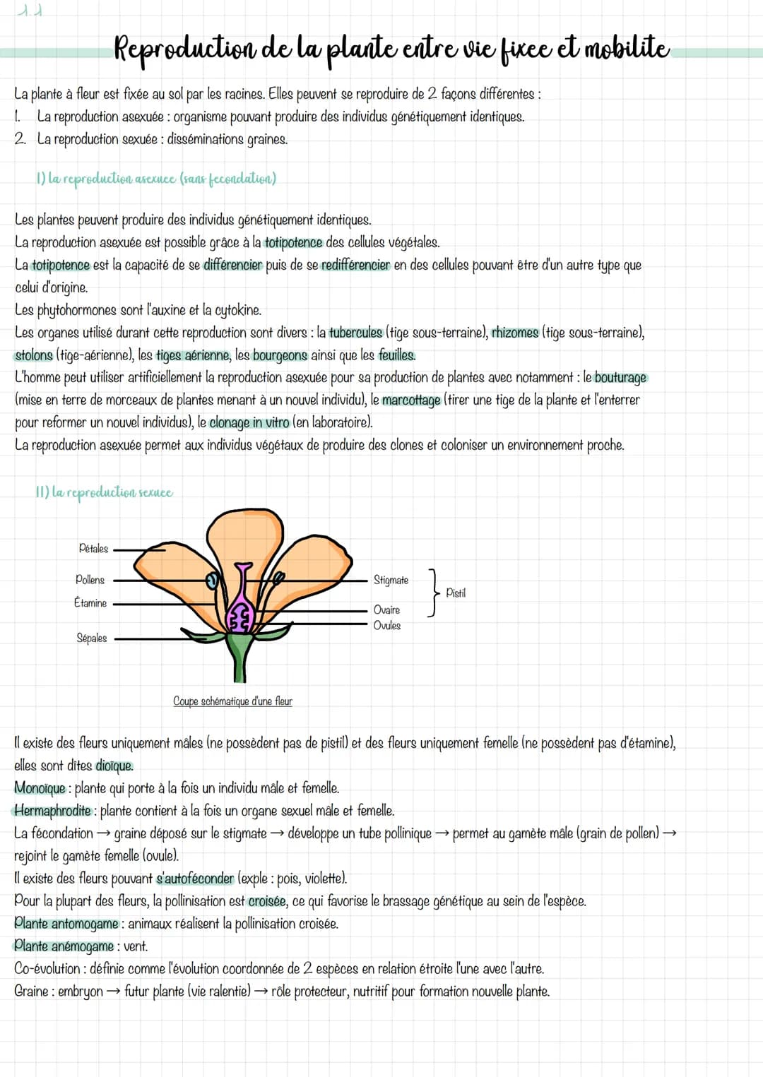 ul
La plante à fleur est fixée au sol par les racines. Elles peuvent se reproduire de 2 façons différentes :
1. La reproduction asexuée : or