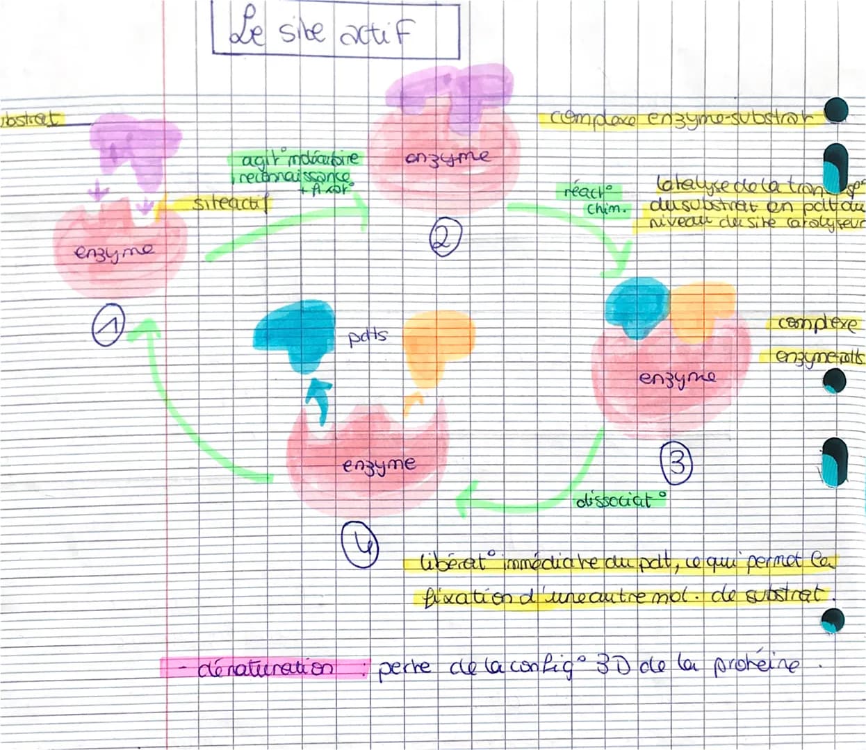 ¡
anzunes
enzyines protéino ayant la prophète de catalyser une réaction chimique
CONDITIONS
PH (modifie les charges
des motocules ce qui peu