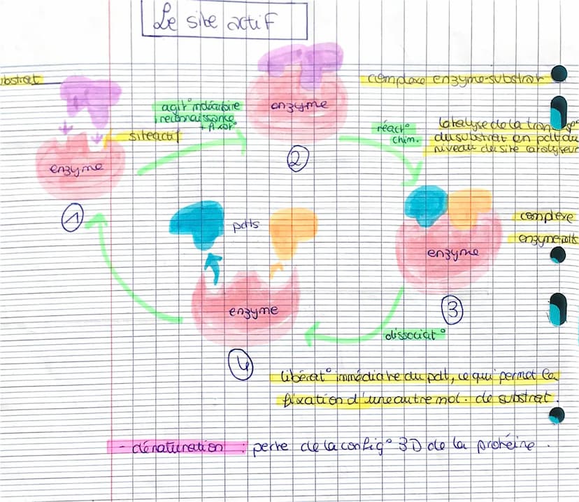 ¡
anzunes
enzyines protéino ayant la prophète de catalyser une réaction chimique
CONDITIONS
PH (modifie les charges
des motocules ce qui peu