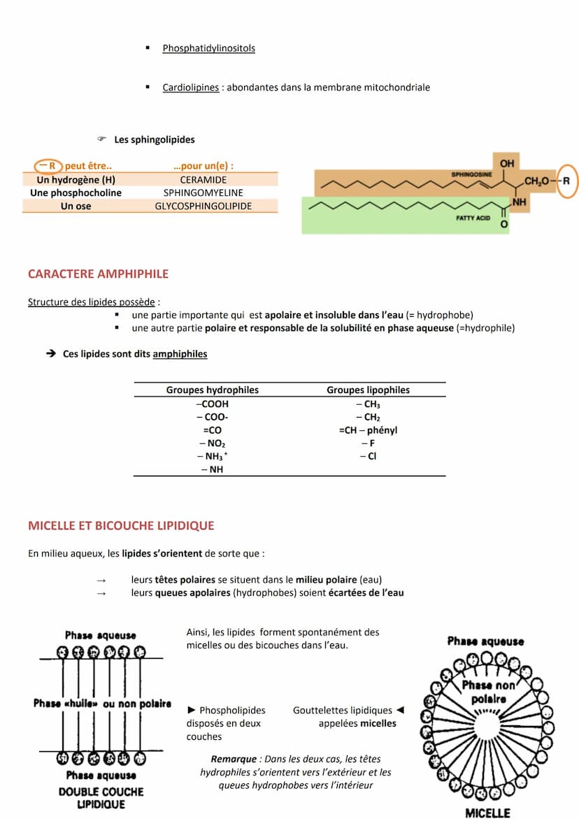 INTRODUCTION
Définition Substances hydrocarbonées
Caractéristiques
RÔLES
CLASSIFICATION
Hydrophobes et liposolubles
Ils sont soit :
1. Les l