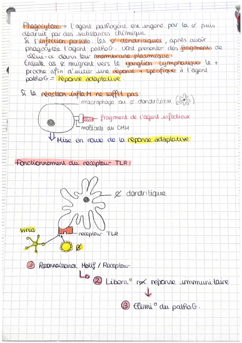 9V
Pathogone = ce qui provoque les maladies (microorganismo noap)
Lors d'une blessure: symptômes de la react infla M. augue.
chaleur, douleu