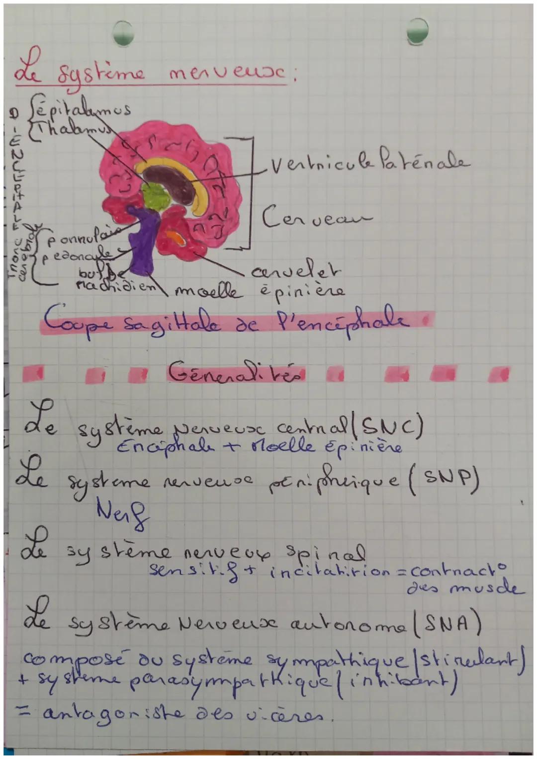 # Le systeme

Sépitalamus

Thalamus

merveux:

Ventricule Paténale

Cerveau

Thon
cen
ebrol

Ponnulai
pedonale

but be
machidien

cervelet

