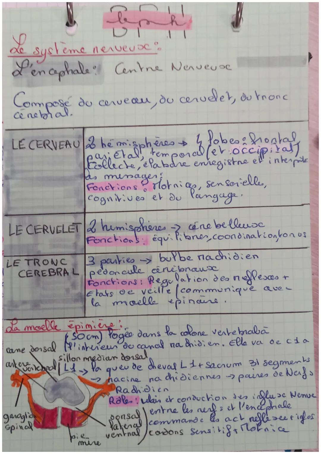 # Le systeme

Sépitalamus

Thalamus

merveux:

Ventricule Paténale

Cerveau

Thon
cen
ebrol

Ponnulai
pedonale

but be
machidien

cervelet

