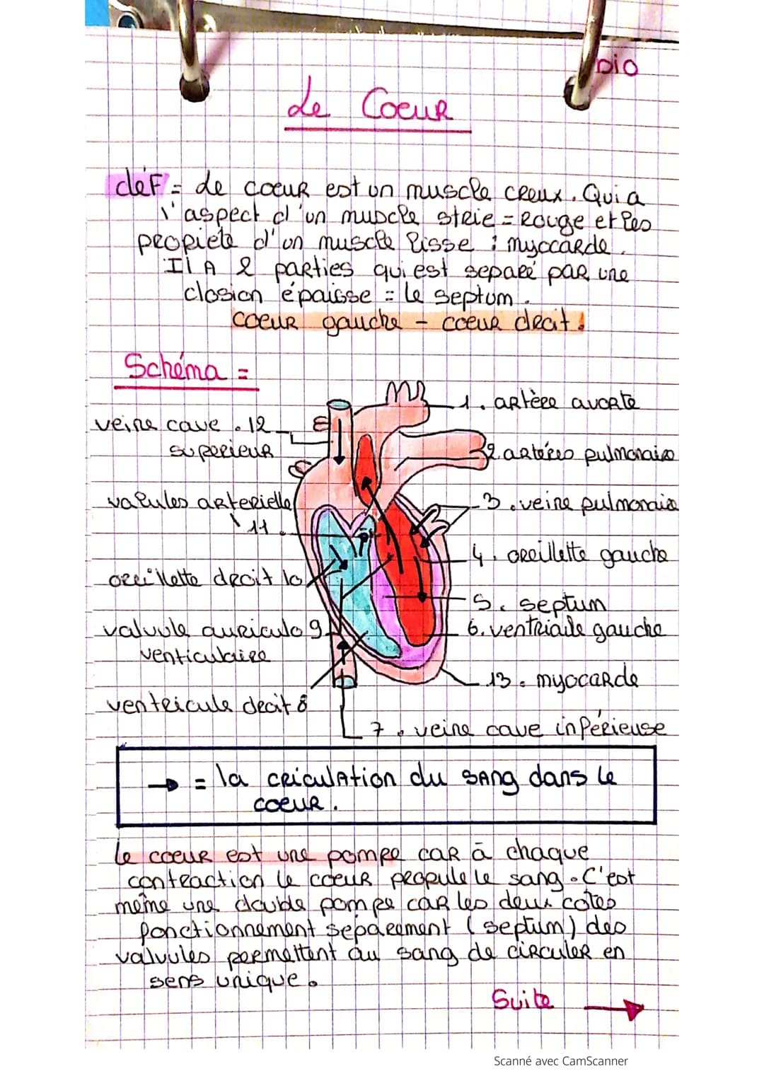 de COCUR
cef= Le cocuR est un muscle creux. Qui a
I' aspect d 'un muscle strie = Rouge et les
propiete d'un muscle lisse myocarde.
IL A & pa