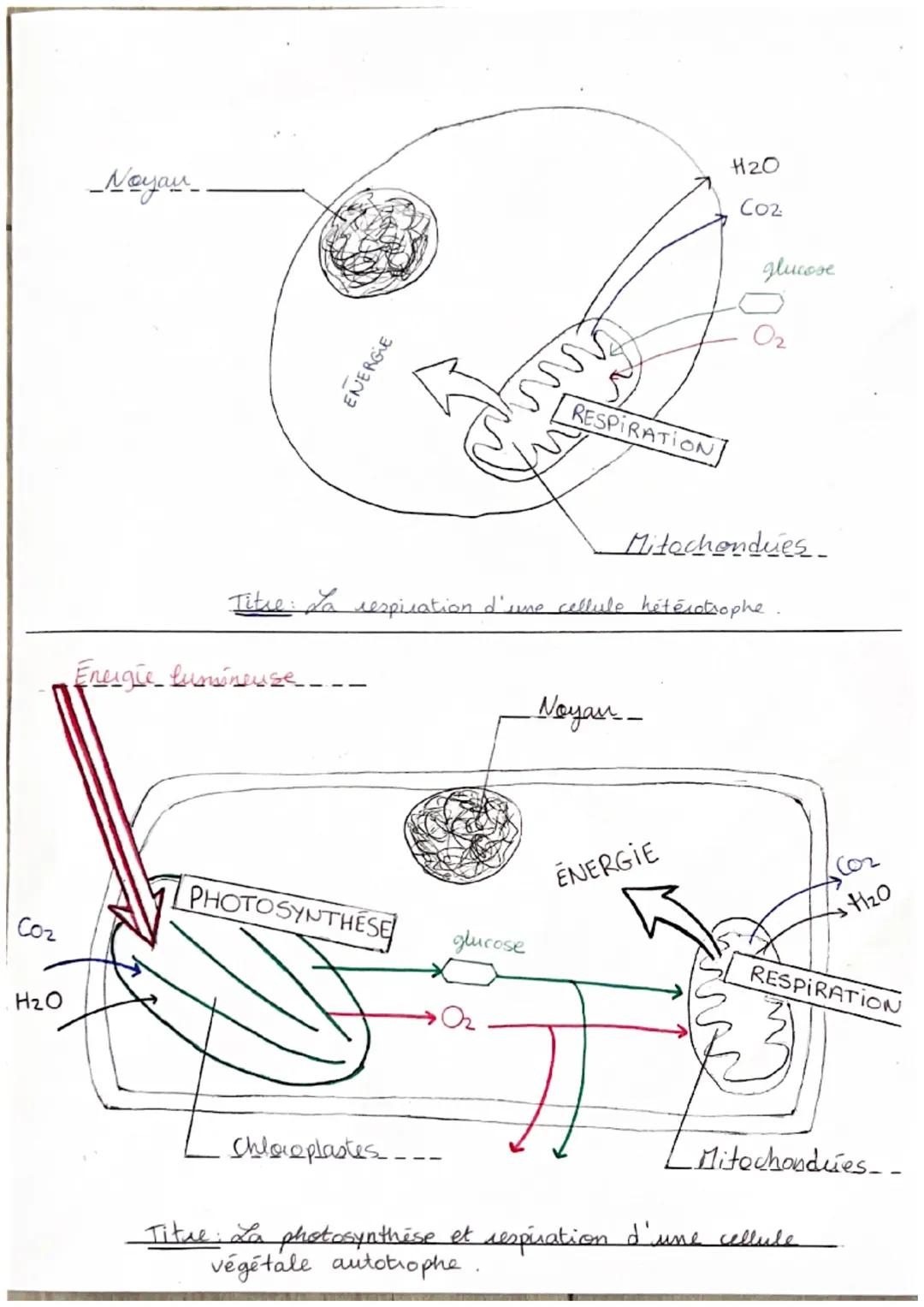 Respi cellu: 02 $\rightarrow$ C02 /
Photo. Thase: Oz loz
SUT:
- Le métabolisme cellulaire : le méta
cellulaire constitue les nombreuses
tran