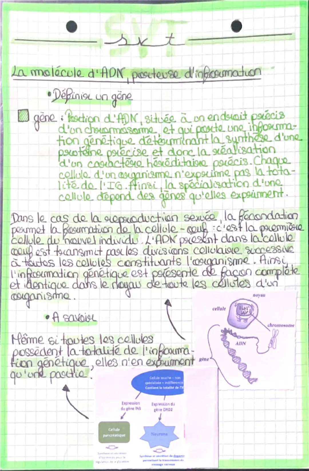 --- OCR Start ---
La molécule d'ADN pecteuse d'infosumation
•Définir un göne
jene: Reaction d'ADN, située à un endroit précis
une informa
ti