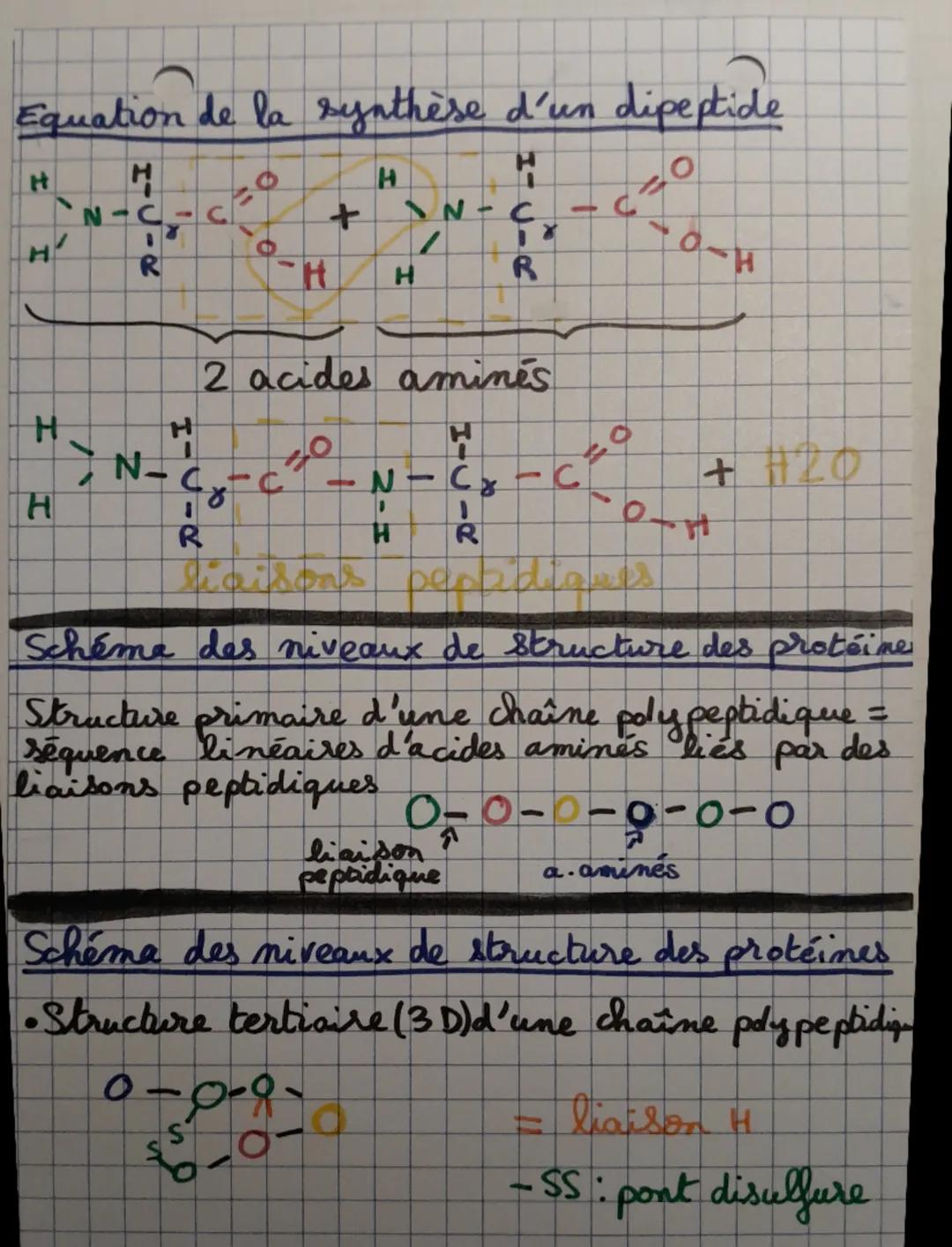 SVT Spe
L'expression du patrimoine génétique
ARN=Acide Ribo Nucléique
I = Transcription = mécanisme biologique
permettant la synthèse d'une 