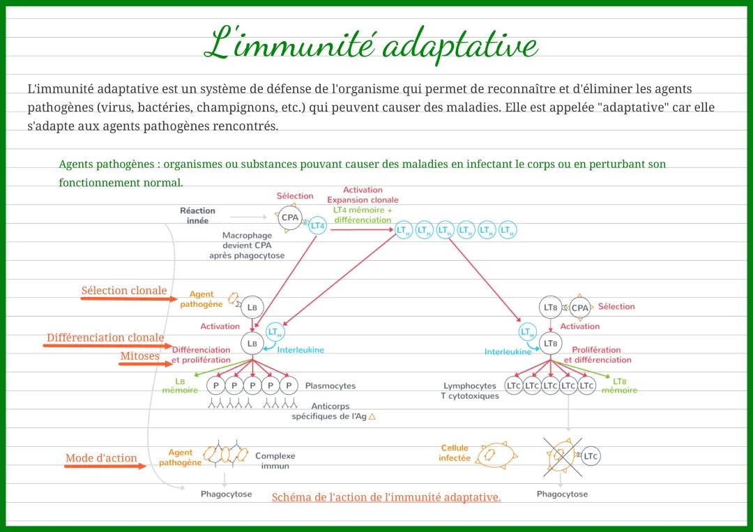 L'immunité adaptative - spécialité SVT 1ère 