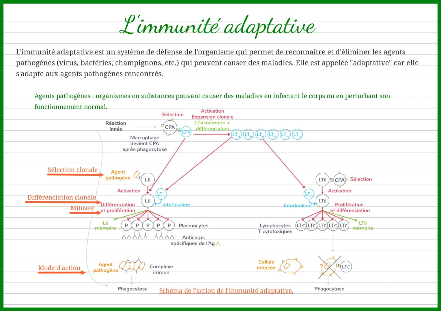 L'immunité adaptative
L'immunité adaptative est un système de défense de l'organisme qui permet de reconnaître et d'éliminer les agents
path